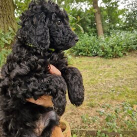 Cockapoo - Both