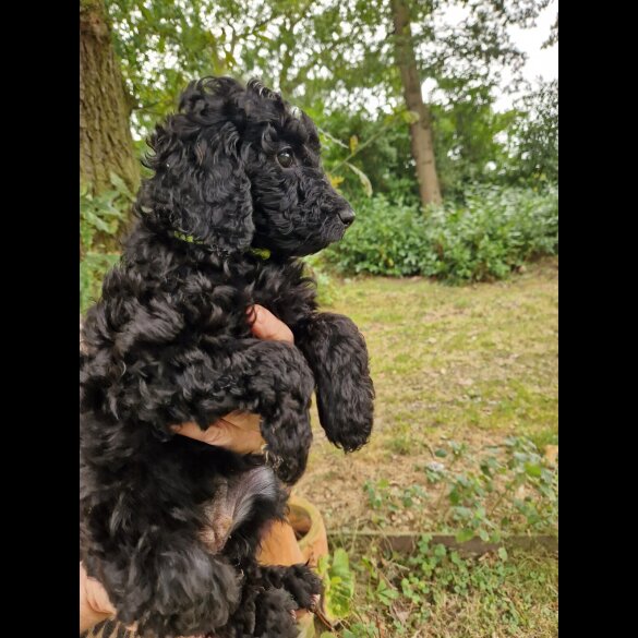 Cockapoo - Both