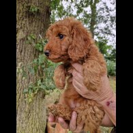 Cockapoo - Both