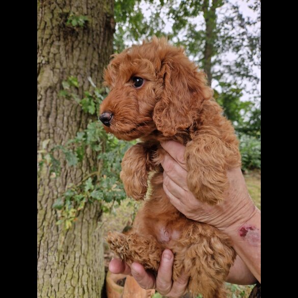 Cockapoo - Both