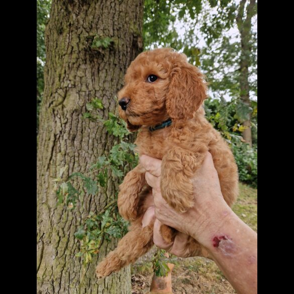 Cockapoo - Both