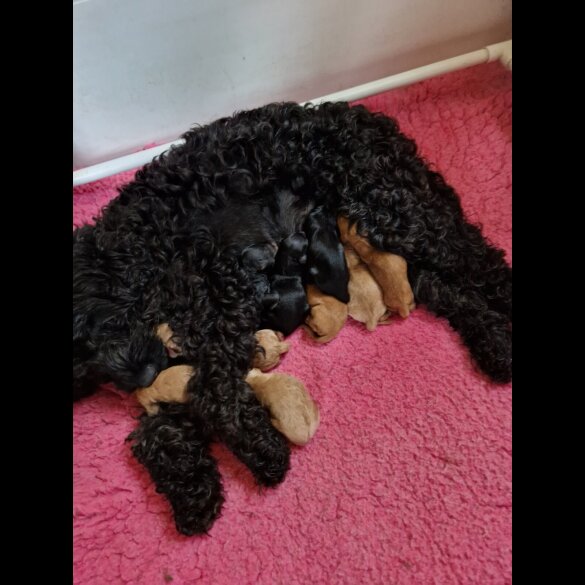 Cockapoo - Both