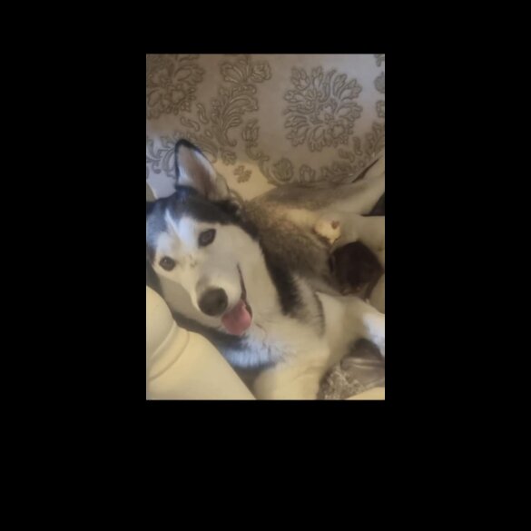 Siberian Husky - Both