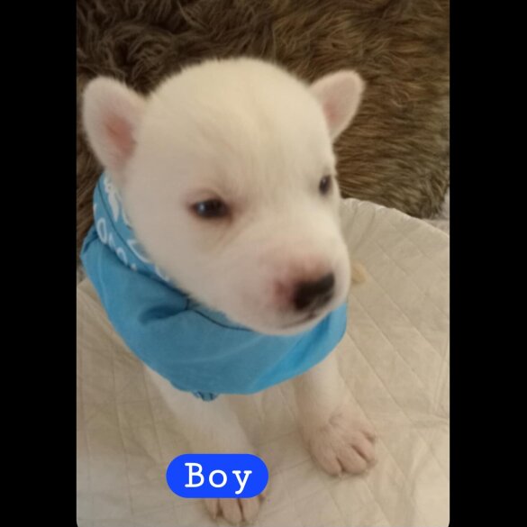 Siberian Husky - Both