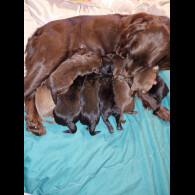 Mixed Breed - Dogs