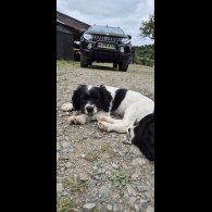 Mixed Breed - Bitches