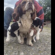 Mixed Breed - Bitches