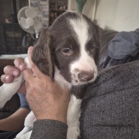 English Springer Spaniel - Both