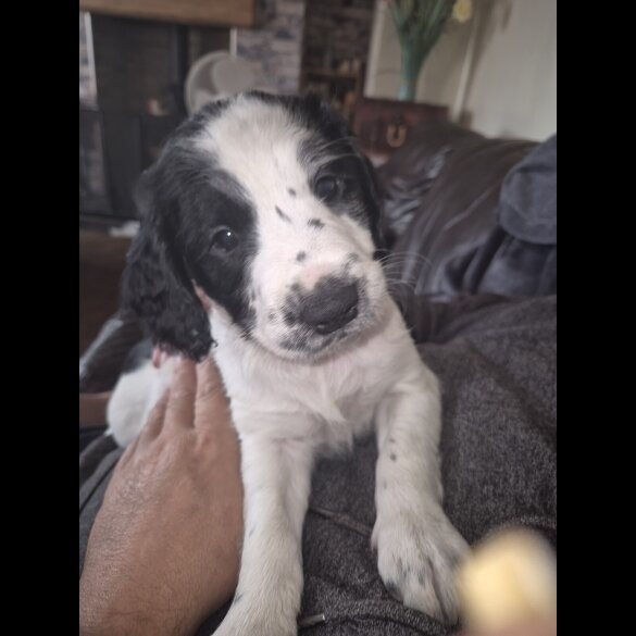 English Springer Spaniel - Both