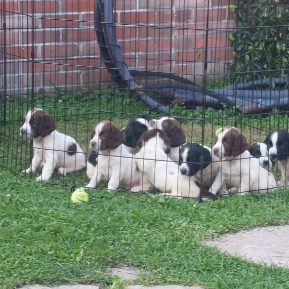 English Springer Spaniel - Bitches