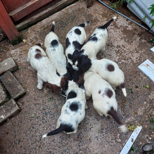 English Springer Spaniel - Bitches