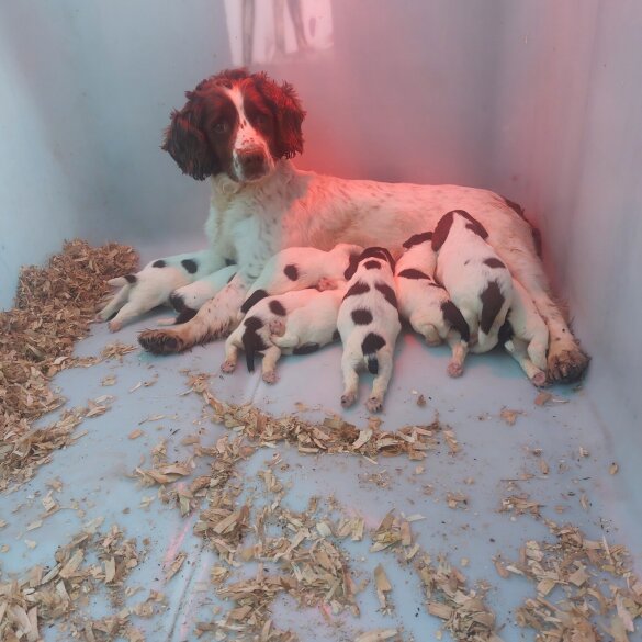 English Springer Spaniel - Bitches