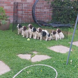 English Springer Spaniel - Bitches