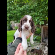 Sprocker Spaniel - Dogs