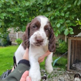 Sprocker Spaniel - Dogs