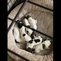 Sprocker Spaniel - Both