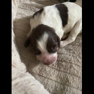 Sprocker Spaniel - Both