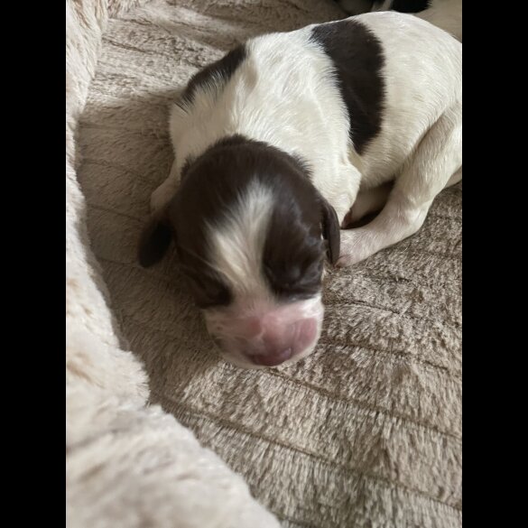 Sprocker Spaniel - Both