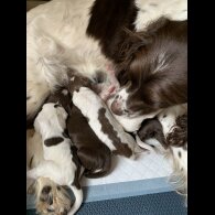 Sprocker Spaniel - Both