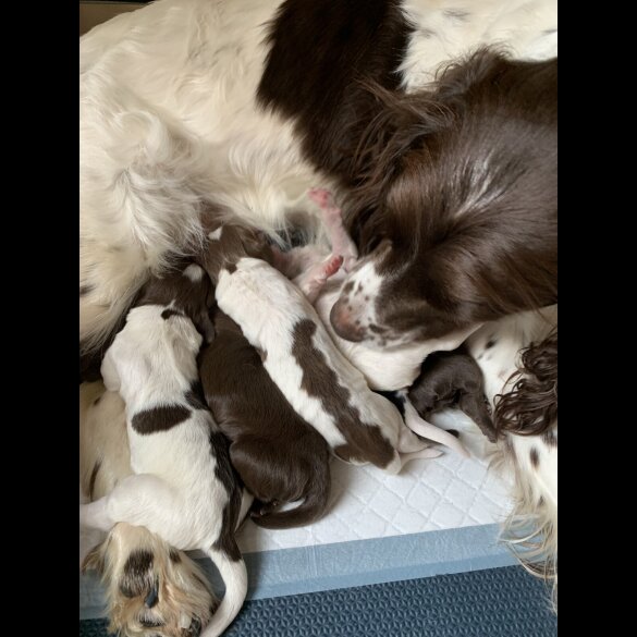 Sprocker Spaniel - Both