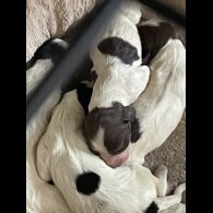 Sprocker Spaniel - Both