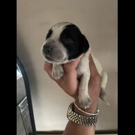 Sprocker Spaniel - Both