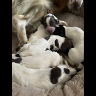 Sprocker Spaniel - Both