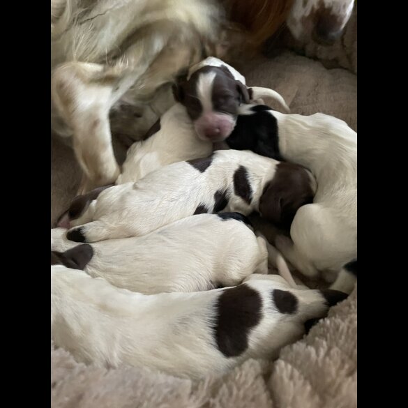 Sprocker Spaniel - Both