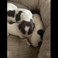 Sprocker Spaniel - Both
