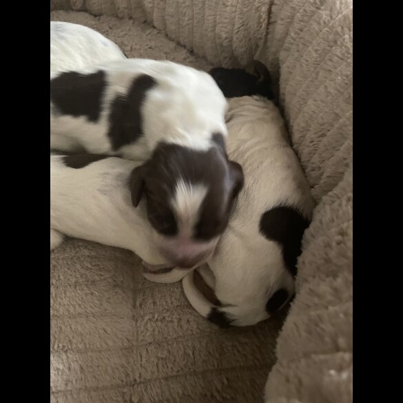 Sprocker Spaniel - Both