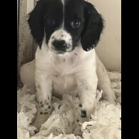 Sprocker Spaniel - Both