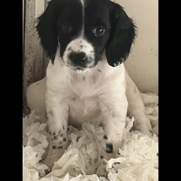 Sprocker Spaniel - Both