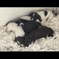 Sprocker Spaniel - Both