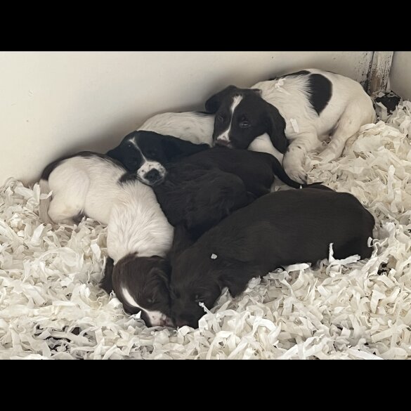 Sprocker Spaniel - Both