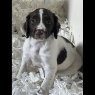 Sprocker Spaniel - Both