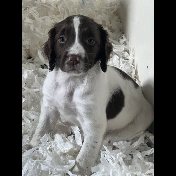 Sprocker Spaniel - Both