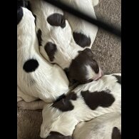 Sprocker Spaniel - Both