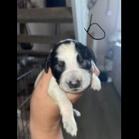 Sprocker Spaniel - Both