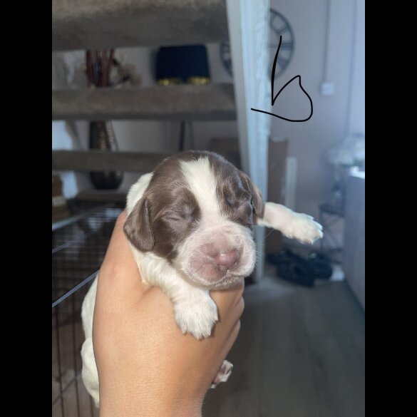 Sprocker Spaniel - Both