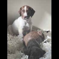 Sprocker Spaniel - Both