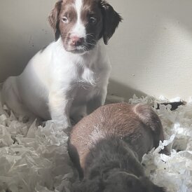 Sprocker Spaniel - Both