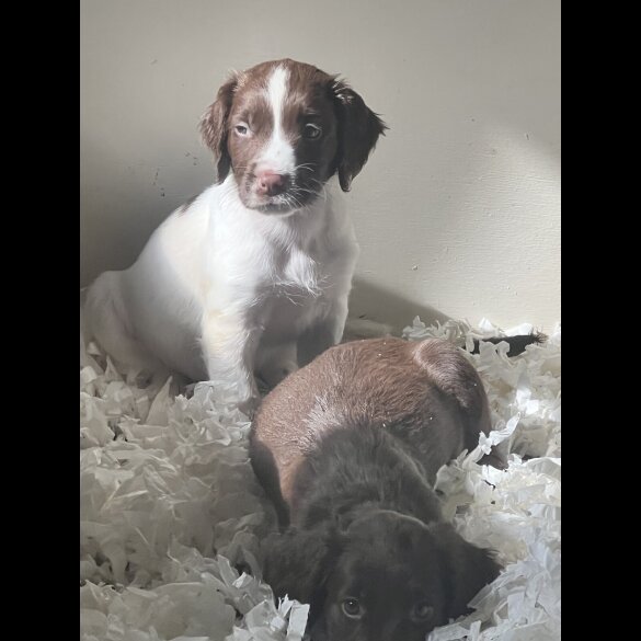 Sprocker Spaniel - Both