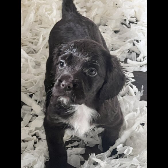 Sprocker Spaniel - Both