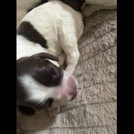 Sprocker Spaniel - Both