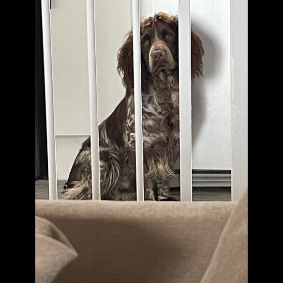 Sprocker Spaniel - Both