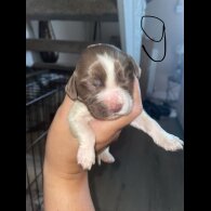 Sprocker Spaniel - Both