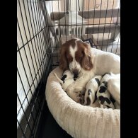 Sprocker Spaniel - Both