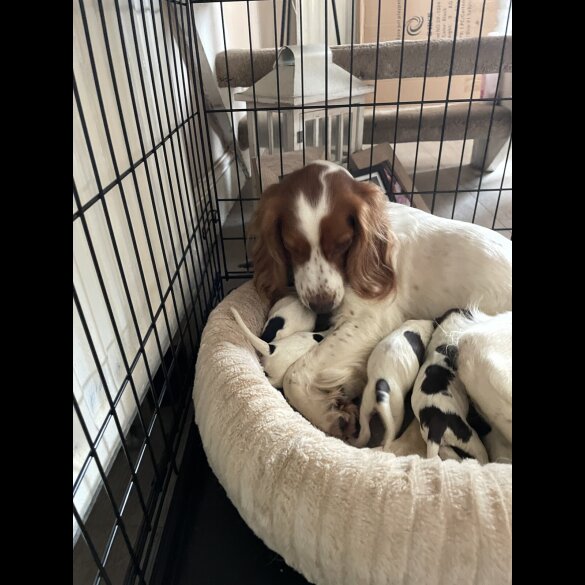 Sprocker Spaniel - Both