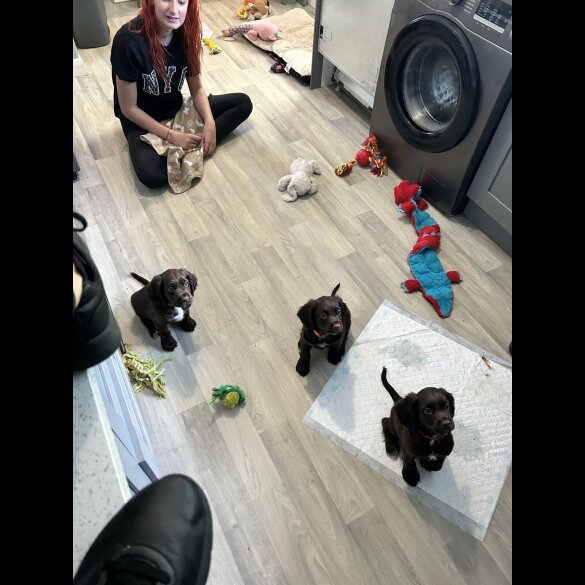 Sprocker Spaniel - Dogs