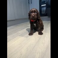 Sprocker Spaniel - Dogs